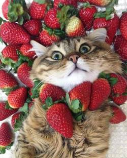 catsuggest: cuteandadorable:  Help help …….❤❤  mr gorbachev tear down this wall of strawberry 