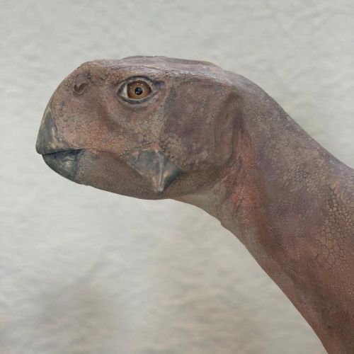 Who’s this dino? It’s Psittacosaurus! Found in the Museum’s Hall of Ornithischian 