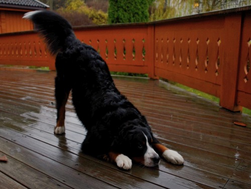 BERNESE MOUNTAIN GOAT