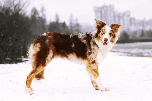 fyeahcanines:  (by jollyvicky) 