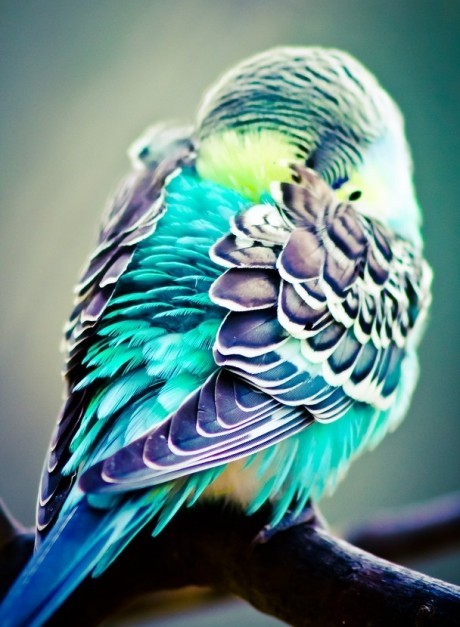 cosascool:  Photo and caption by Michael Bevil 