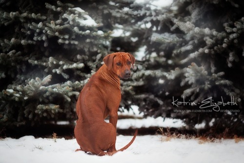 &ldquo;Rhodesian Ridgeback&rdquo; Canon EOS 5D Mark II + 135mm f/2L USMAuthors: Katrin Lebedinskaya 