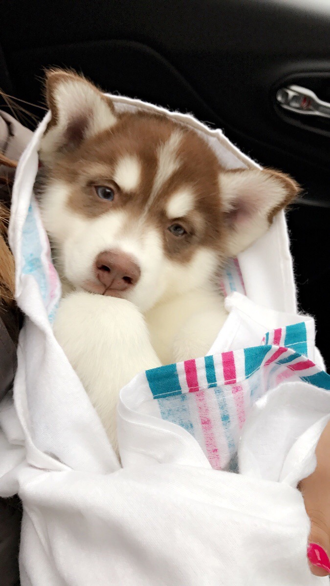 awwww-cute:  Meet Simba! 8 week old husky puppy. (Source: http://ift.tt/2iomz1V)