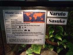 gigginoxious:  LOOK AT THE NAMES OF THESE LIZARDS AT THE REPTILE ZOO I JUST WENT TO 