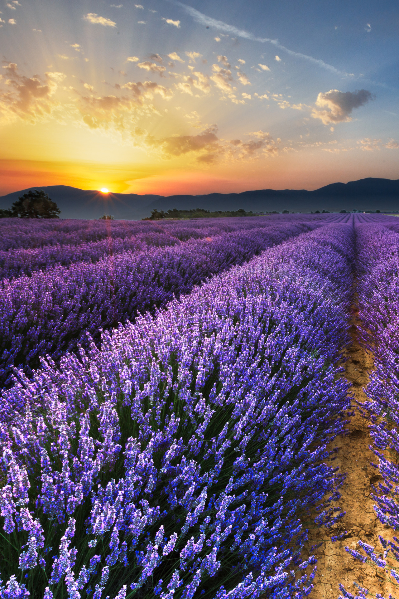 lsleofskye:  Sunrise on the Lavender Fields in Valensole in Provence