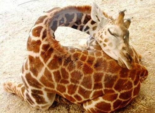 Sex justgooforit:  Sleeping giraffes are the pictures