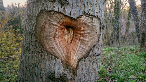 Sex wiebkerost:  Old ash and yew trees in an pictures