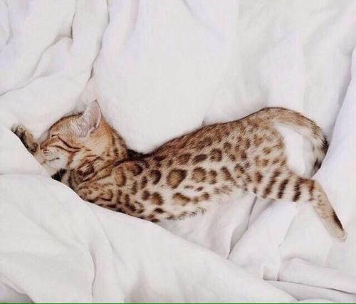 awwww-cute:  Bengal Kitten (Source: http://ift.tt/1Qfp8tM)