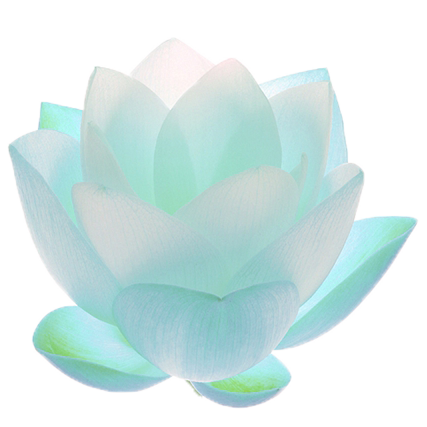 uroko:  lotus flowers + transparent ☆