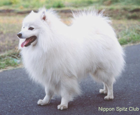 Shelties Of Arcadia Hey There I Love Your Girls One Question If You