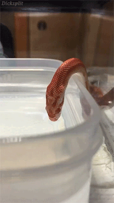 eatnsand:  atlas-prime:  iguanamouth:  blueoniattack: @iguanamouth have you seeeeeeen this? slrup   @eatnsand  sneks always ptht after a drink 