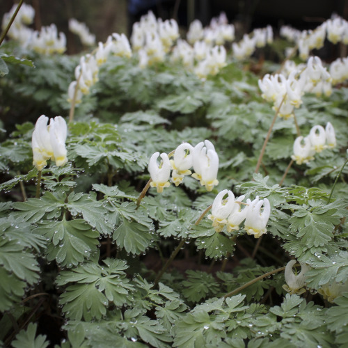 April 15   2015   Such a beautiful sign of spring !  The ledge garden floor is covered with these be