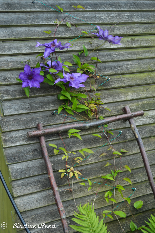 biodiverseed: Hybrid Clematis I think the cultivar is probably ‘Burma Star.’ 