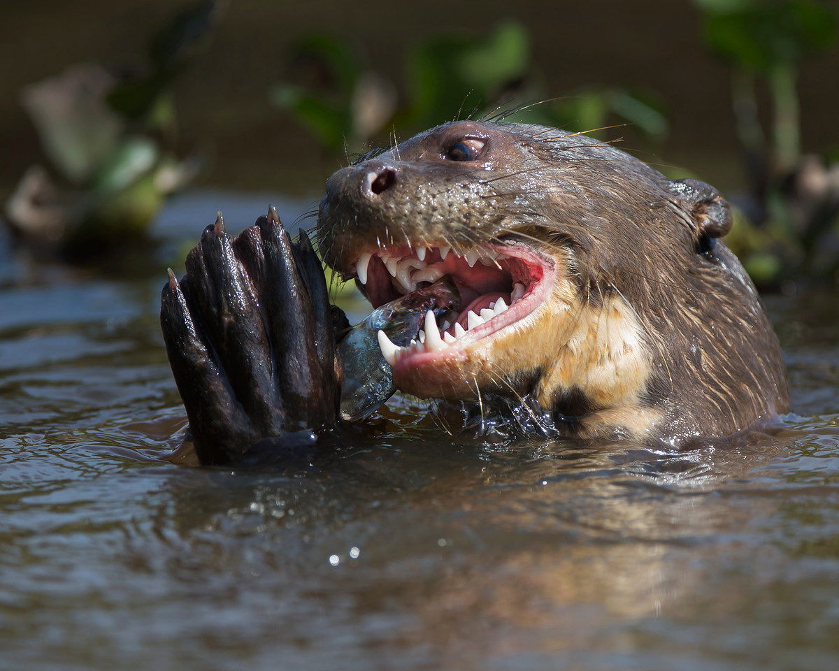 The Sinless Woerm Dimetrodone Sea Otters And Giant River Otters The Sinless Woerm Dimetrodone Sea Otters And Giant River Otters