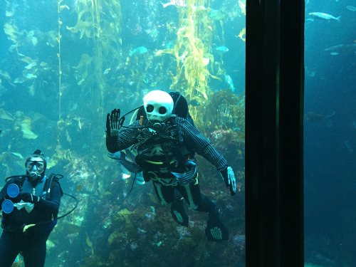 XXX portablethemepark:  Monterey Bay Aquarium, photo