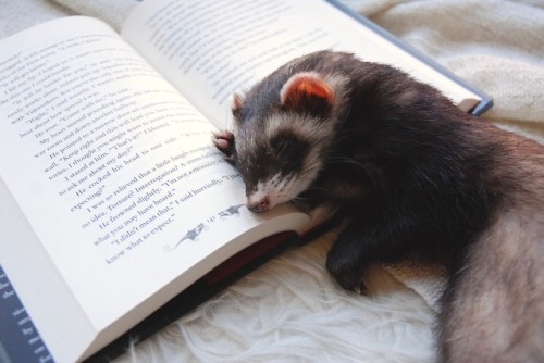 the-book-ferret:Quigley: The Original Book Ferret