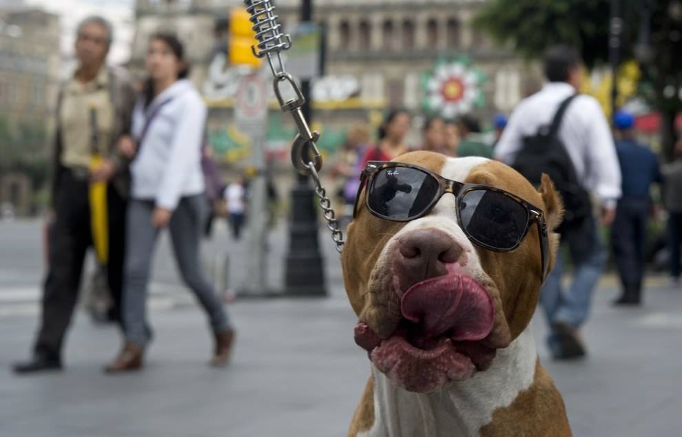 realidad-retorcida:   Un perro con lentes de sol, paseando durante el “Día Mundial