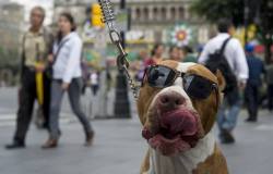 realidad-retorcida:   Un perro con lentes de sol, paseando durante el “Día Mundial sin Carros” el 22 de Septiembre en Ciudad de México. 2014.  