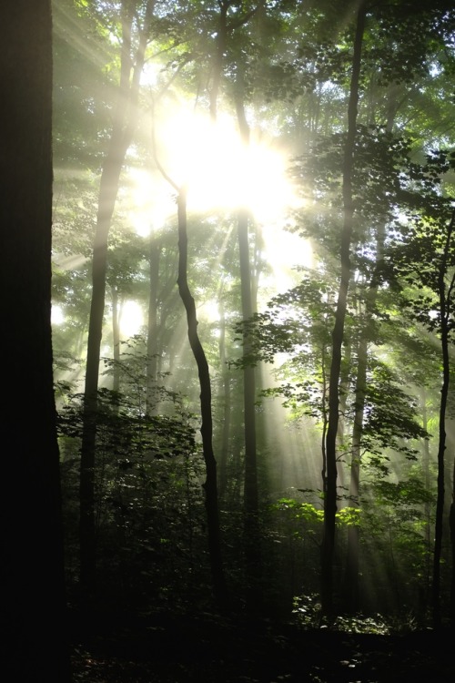 pedrodynomite:Crepuscular Rays in the Vermont forest.