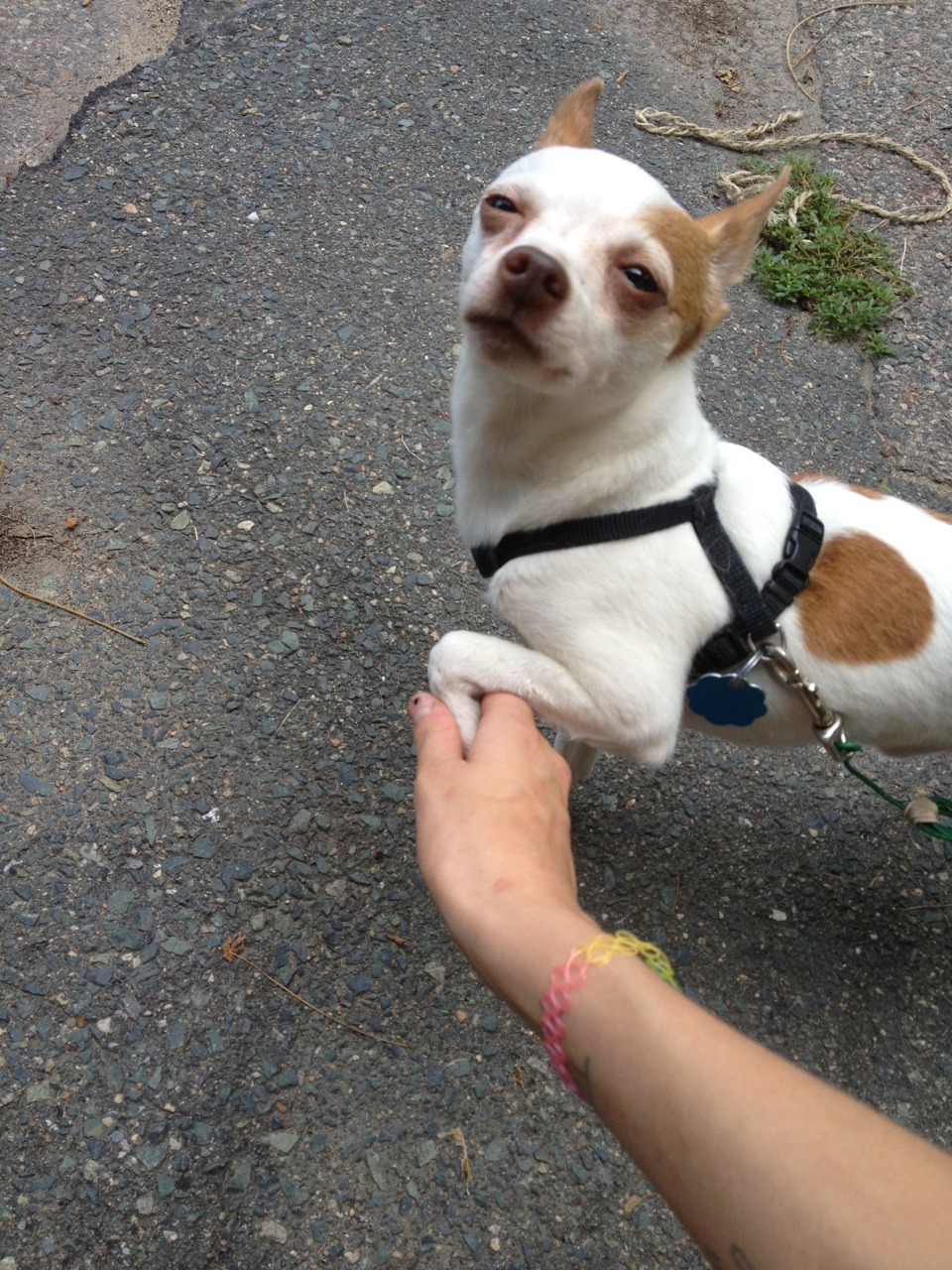 spacepixie:  This 1s called… Friendship