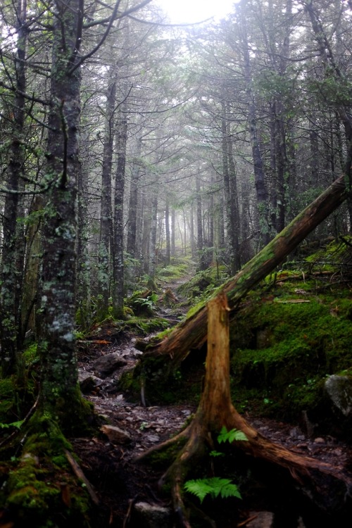 pedrodynomite:appalachian trail