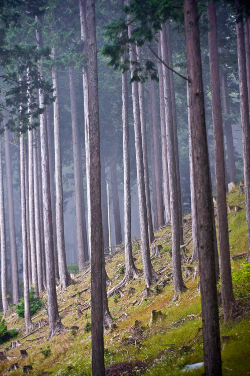 moody-nature:Misty Mountain Cedars | By Daniel Ruyle