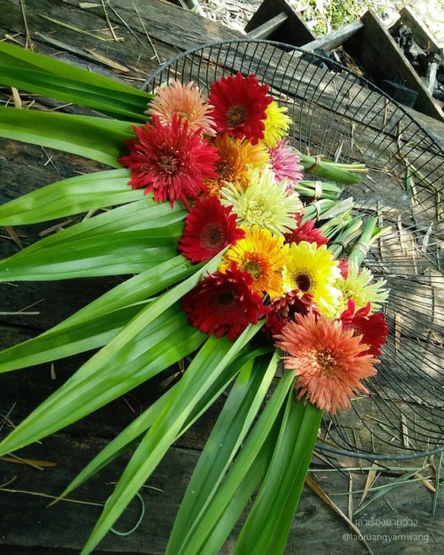 #เยอบีร่า #gerbera #thaigerbera #colourful #flowers #botany #botanicalgarden #worrapongfarm #samkok 