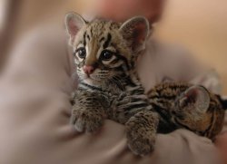 Daily-Biology:the Iriomote Cat Can Only Be Found On The Tiny Japanese Island Of Iriomote