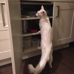 pangur-and-grim: thebiggestblackesthawk:  pangur-and-grim:  pickleandthequeen:  pangur-and-grim:  csrj:  pangur-and-grim: sometimes Pangur gets bored of her toys &amp; starts screaming, so I open a door to Forbidden Territory. it makes her feel sneaky