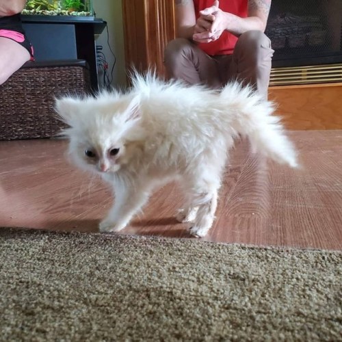 apodemusalba:cutepetsuwu:Nimbus met our dog for the first time. This is her being intimidating“Uh oh
