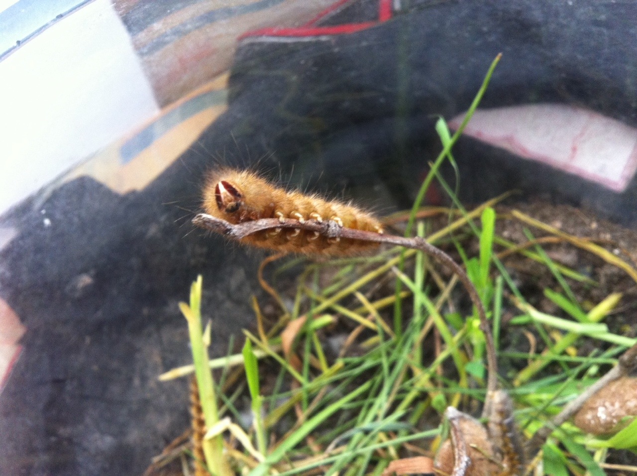 A female Anthela Ocellata takes a break from hanging out with her brothers and rests on a stick. This was just before we re-did their bowl terrarium so the ground doesn’t look too pleasing. Look at her cute feet!!