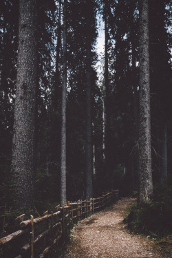 elenamorelli:  { forests and paths }