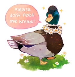 sabtastique:  sergle:  hey! ducks are adorable and everybody likes feeding them, but bread causes a number of environmental and health problems that could easily be avoided. instead of bread, consider feeding duckies: frozen peas or corn that’s been