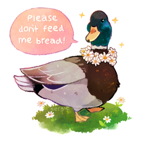 sabtastique:sergle:hey! ducks are adorable and everybody likes feeding them, but bread causes a numb
