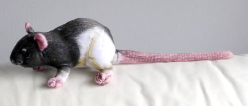 palaeoplushies: A prototype for things to come!This little life-sized hooded rat plushie is for sale