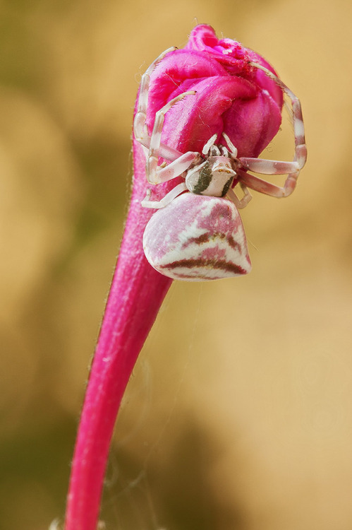 A flower Crab spider (female)Canon 40D, Tamron 180 macro, tripode, remote control and a coulple of p