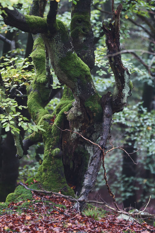 marcel-photos: Fall 2016, Edersee/Germany Photography by Marcel Briefs, 2016, CC BY-NC-ND