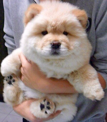 chow chow cute puppy