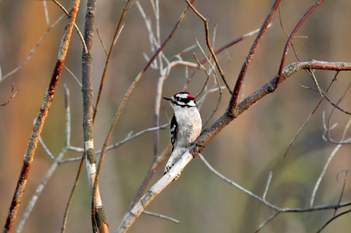 A downy looks right at home among a mess of old, dead branches.  