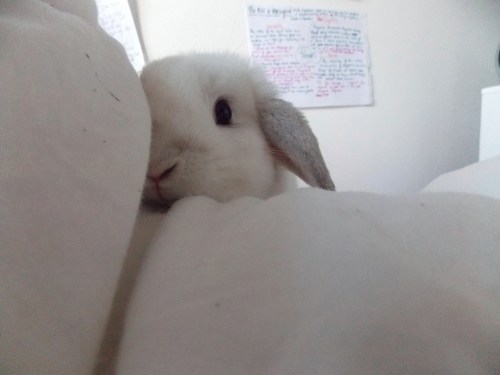 palefohx:  fantuhsy:  q’d  ♡ ｡*･☆ pale and pretty blog, following back for a week, also do promos to 22,600+ blog!♡ ｡*･☆