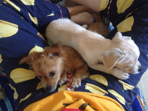 matissegrl:  look at those little faces. im so in love