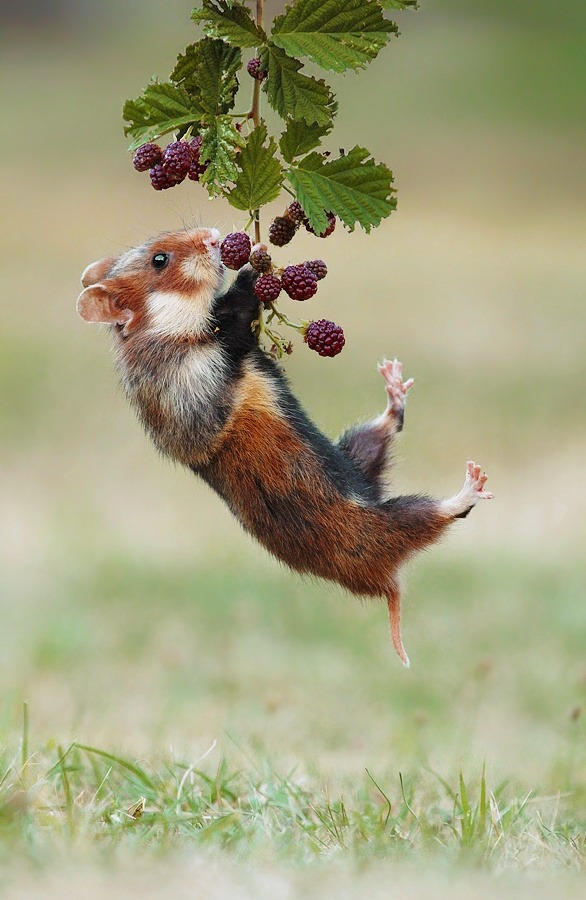 smile-kissapuppy:  beautiful-wildlife:  Acrobat by Julian Ghahreman Rad Wild living