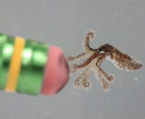 the-last-hair-bender: the-intj-capricorn: sixpenceee: At birth, octopuses are about the size of a fl