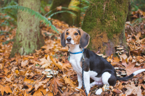 Beagles and mushrooms must be fall