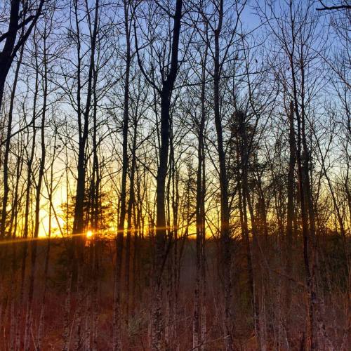 Last light from the woods in northern Minnesota.