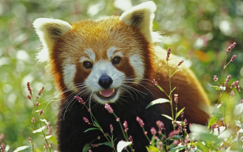 theunicornkittenkween: onehopefulromantic: Aren’t red pandas just the cutest little muchkins e