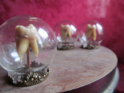 Gentlemanwitch:macabre Home Decor1 Human Tooth In Glass Dome Maxillary Molar Keepsake