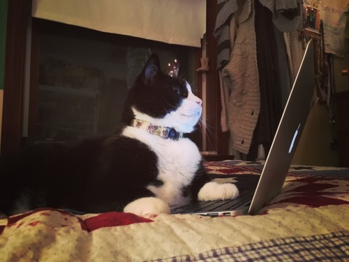 My cat gets more done than I do