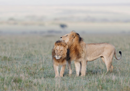 bigcatslions:  Photography Olivier DELAERE 