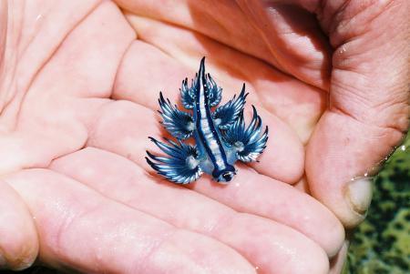 sci-universe:  Glaucus atlanticus, the blue porn pictures